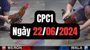 Xem đá gà CPC1 22-06-2024